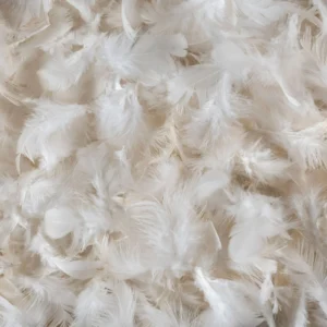 plumes